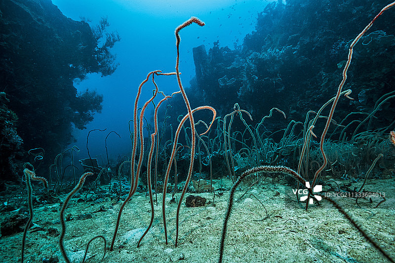 巴布亚新几内亚金贝湾，沙质海沟鞭珊瑚图片素材