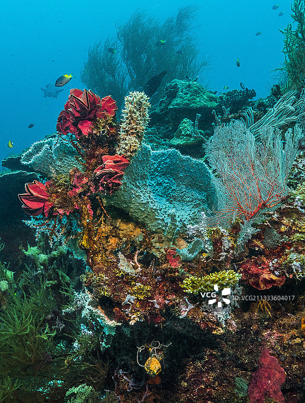 塔拉太平洋考察——2017年11月无脊椎海洋生物：软体动物、海绵、柳珊瑚、硬珊瑚图片素材