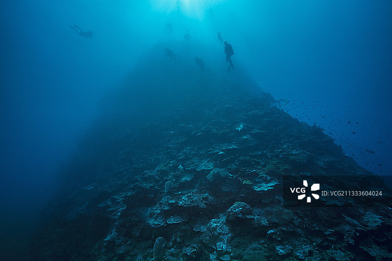 Tara Pacific考察：2017年11月，巴布亚新几内亚，金贝湾奥托礁或奥托角，深度30米图片素材