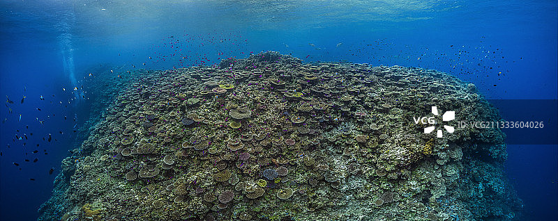 塔拉太平洋考察探险-2017年11月：巴布亚新几内亚金贝湾奥托礁图片素材