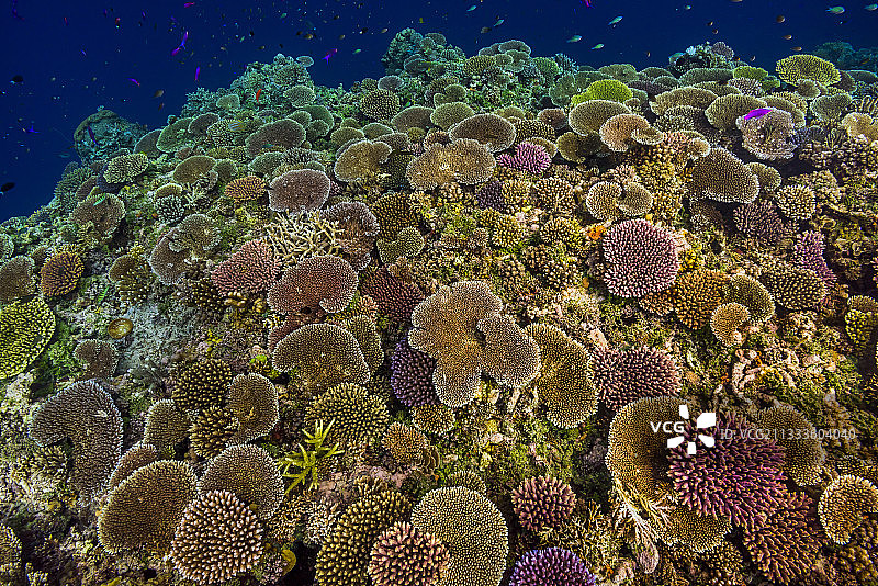 塔拉太平洋考察：2017年11月，巴布亚新几内亚金贝湾奥托礁图片素材