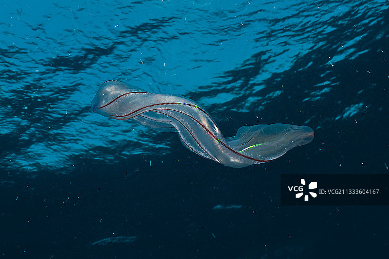 塔拉海洋考察探险——2011年5月，维纳斯带栉水母，加拉帕戈斯群岛图片素材