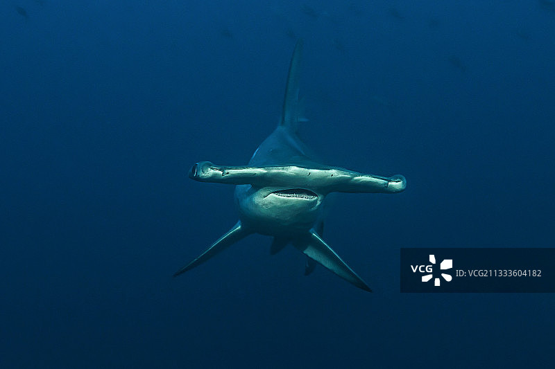 塔拉海洋考察探险 - 2011年5月。扇形锤头鲨（Sphyrna lewini），狼岛，加拉帕戈斯群岛图片素材