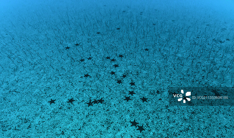 塔拉海洋考察探险 - 2011年5月，达尔文岛附近水深-30米的加拉帕戈斯花园鳗和海星，厄瓜多尔加拉帕戈斯群岛图片素材