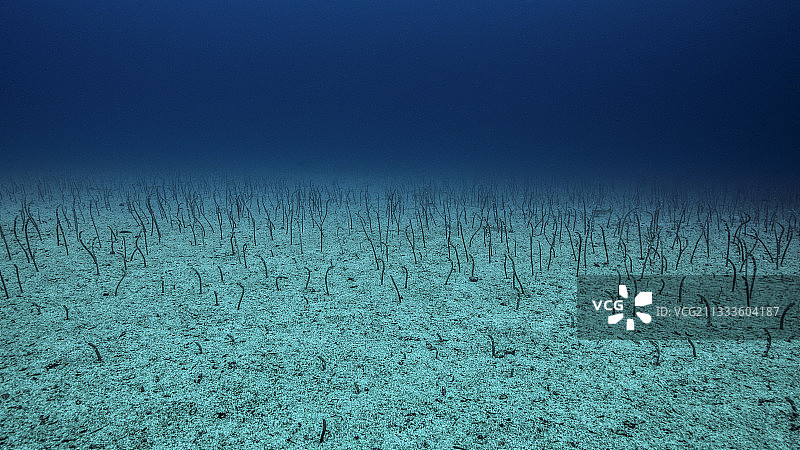 塔拉海洋探险：加拉帕戈斯花园鳗，水深30米图片素材