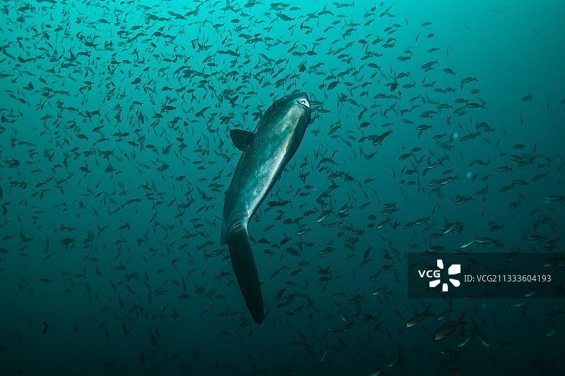 海洋考察：翻车鱼图片素材