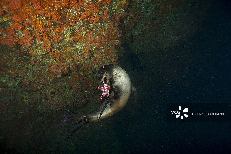 在科尔特斯海与海星嬉戏的加州海狮图片素材