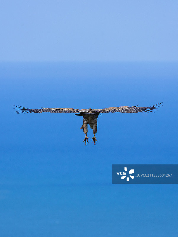 飞行中的秃鹫群，布谢罗山，桑托尼亚沼泽，维多利亚和霍耶尔自然公园，坎塔布里亚海，坎塔布里亚沿海山区，西班牙图片素材