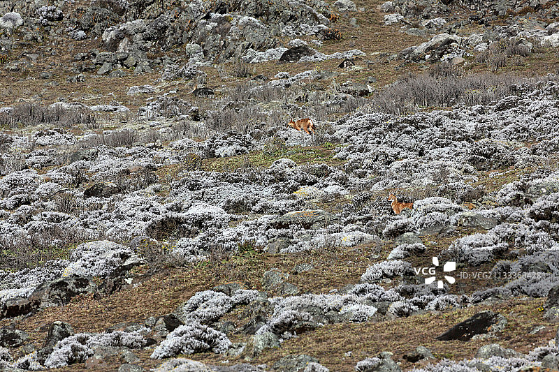 埃塞俄比亚狼（Canis simensis），摄于巴莱山脉萨内蒂高原图片素材