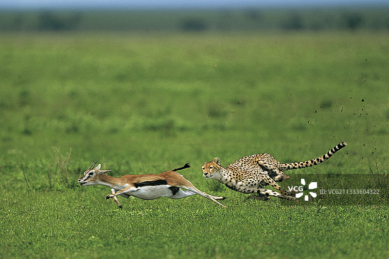 猎豹追逐汤氏瞪羚，塞伦盖蒂，恩戈罗恩戈罗保护区图片素材