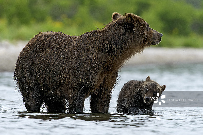 堪察加棕熊（Ursus arctos beringianus）与幼崽在水中，堪察加半岛，俄罗斯图片素材