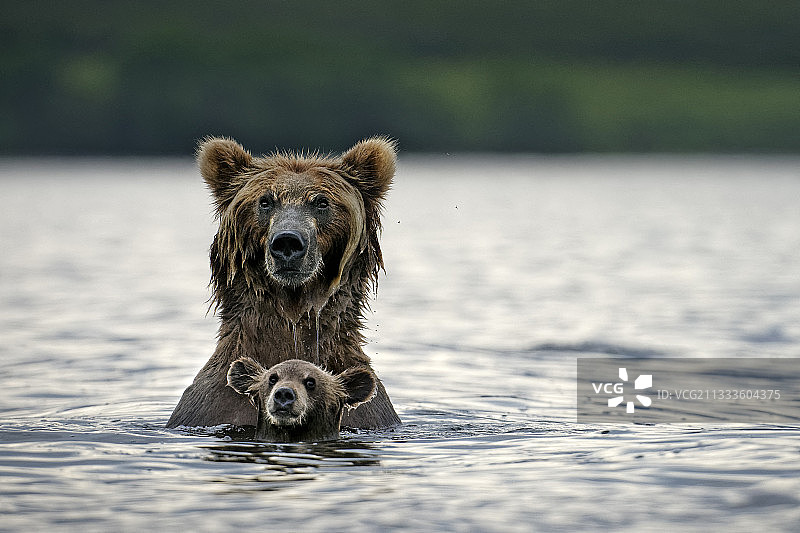 堪察加棕熊（Ursus arctos beringianus）与幼崽在水中，堪察加半岛，俄罗斯图片素材