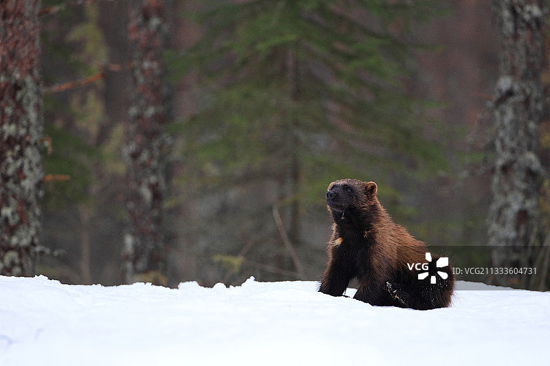 狼獾在北方森林的雪地里图片素材