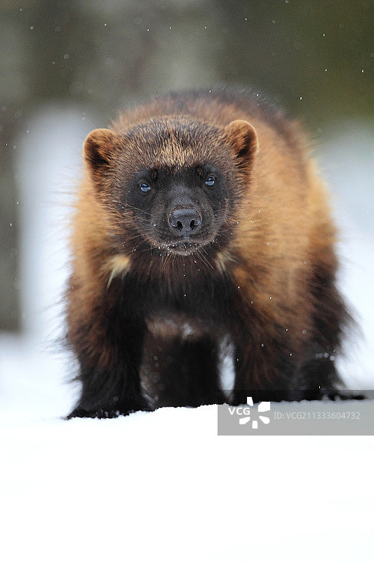 狼獾在北方森林的雪地里图片素材