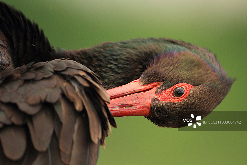 黑鹳（Ciconia nigra）梳理羽毛图片素材