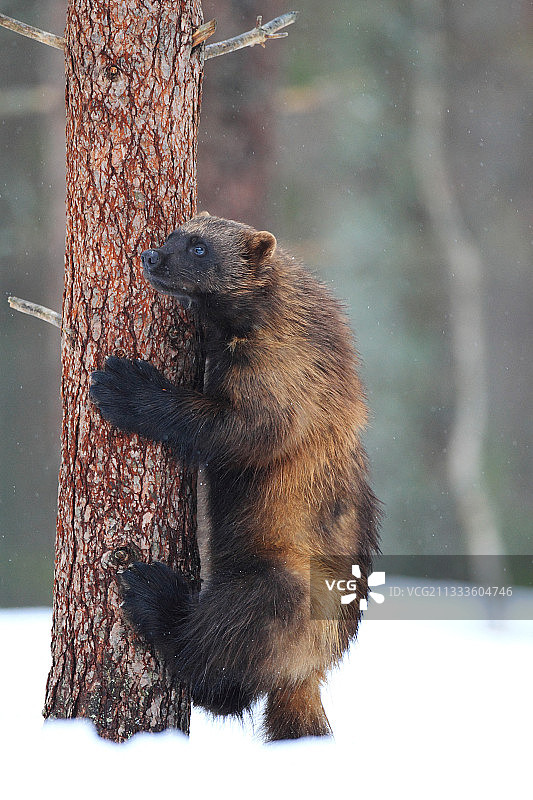 狼獾在北方森林的松树上攀爬图片素材