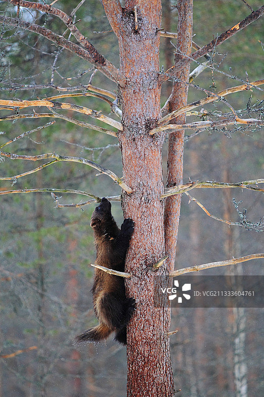 狼獾在北方森林的松树上攀爬图片素材