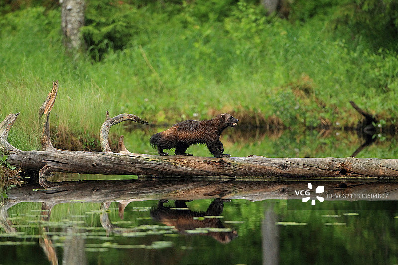 狼獾（Gulo gulo）口中叼着肉图片素材