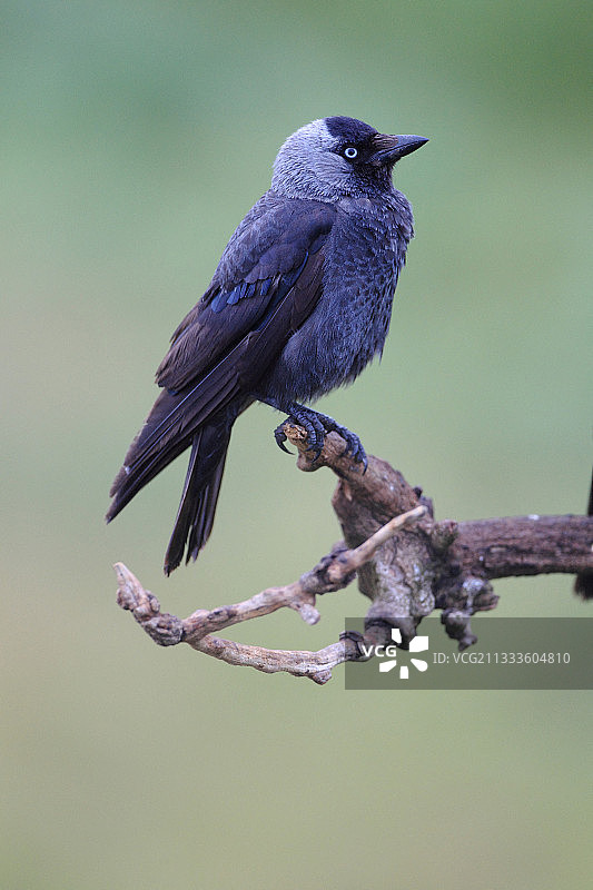 小嘴乌鸦成鸟站在树枝上图片素材