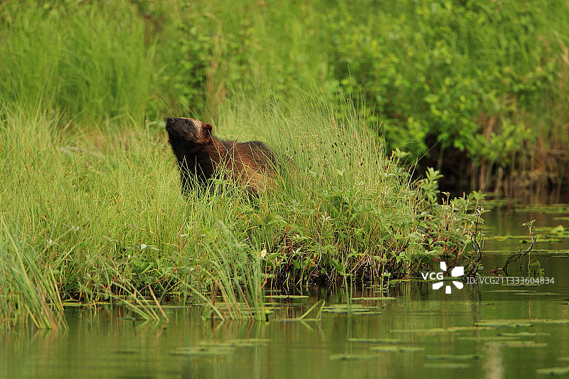 狼獾在湖边借风辨别气味图片素材