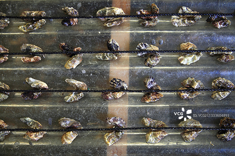 法国托湖的牡蛎养殖户和牡蛎苗图片素材