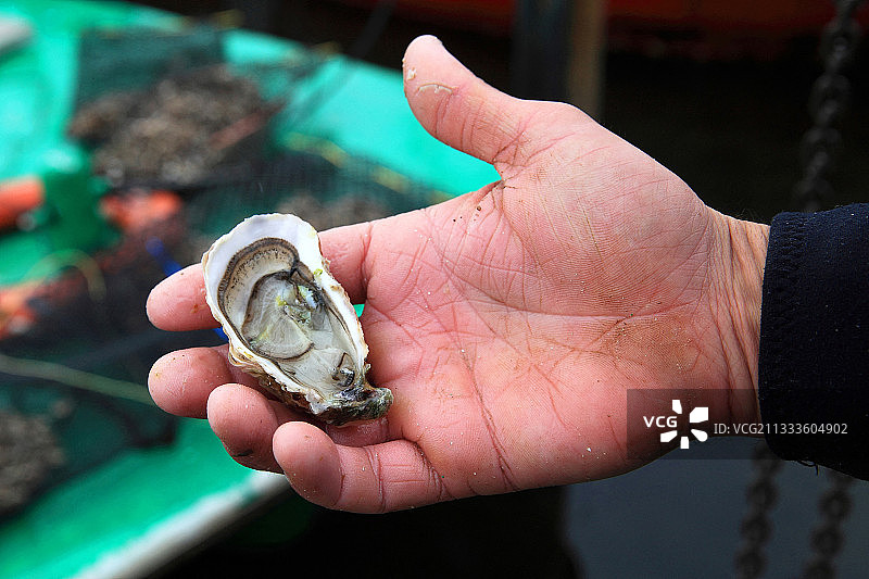 法国布济格牡蛎：牡蛎养殖者手中的托湖牡蛎图片素材