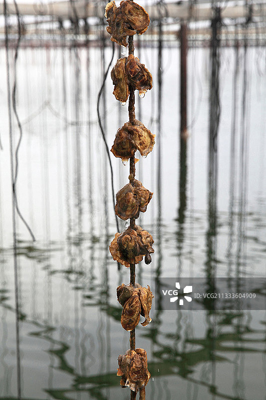 法国托湖中吐水的牡蛎图片素材