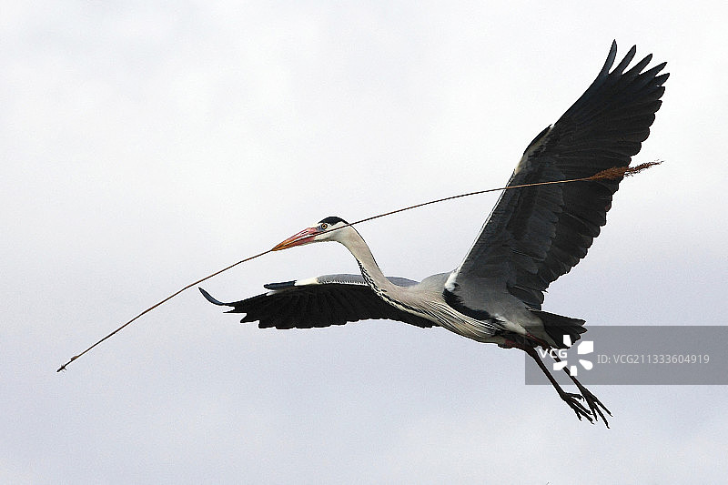 苍鹭（Ardea cinerea）在冬季携带树枝在卡马格构建鸟巢图片素材