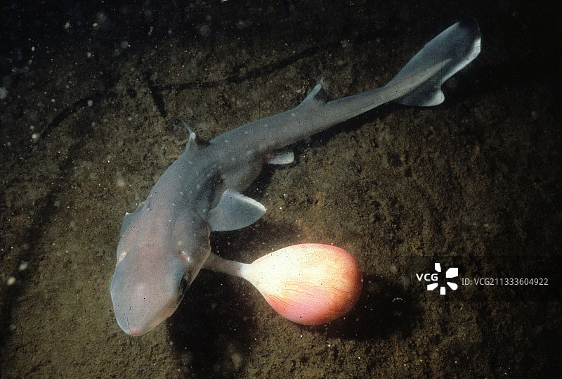幼鲨和它的胎盘图片素材