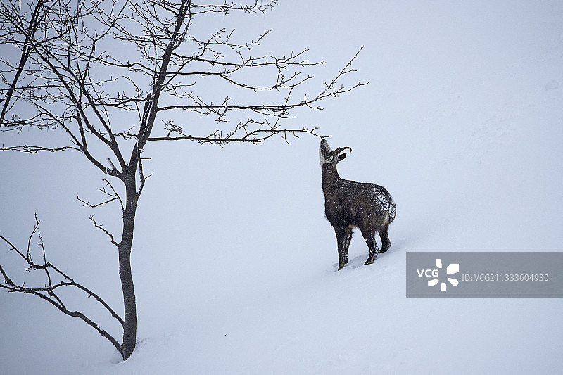 雪地里的阿尔卑斯羚羊（雌性），汝拉，瑞士图片素材