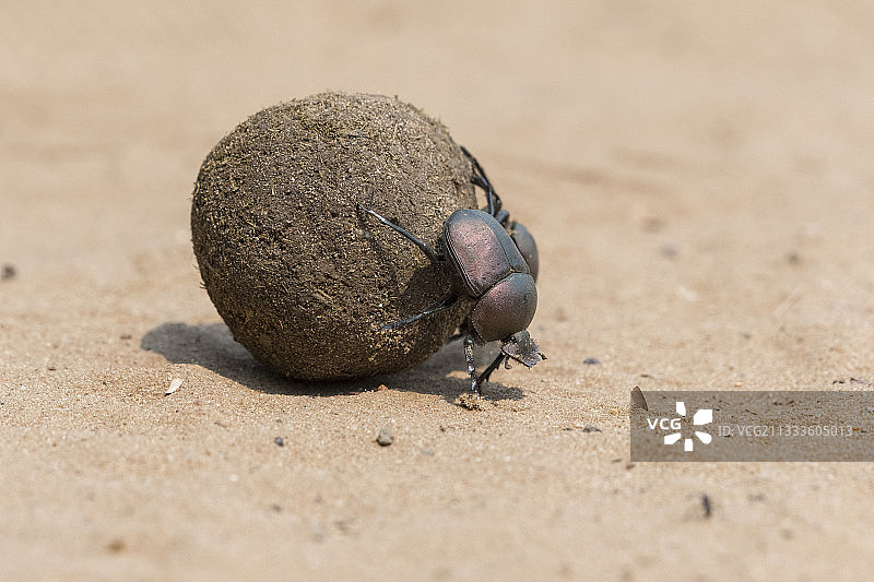 圣甲虫，南非圣卢西亚半岛图片素材