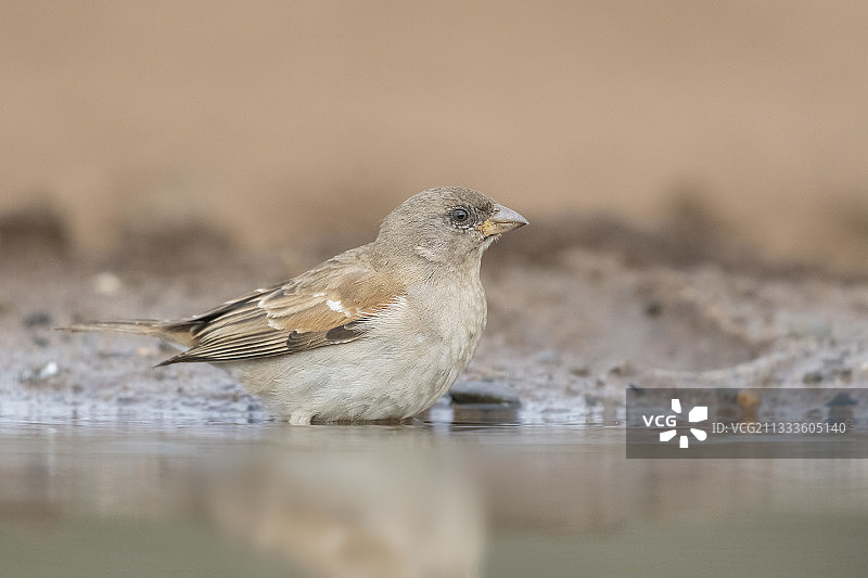 灰头麻雀在水边沐浴，南非夸祖鲁-纳塔尔省图片素材