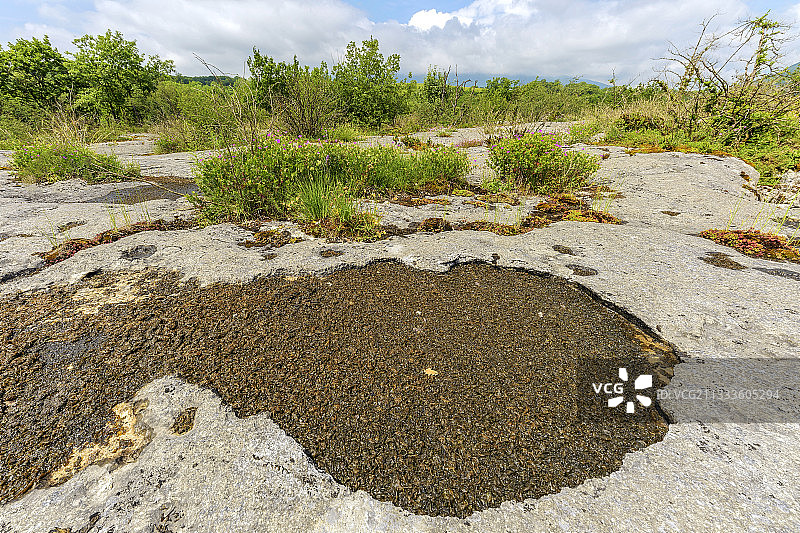 法国石灰岩坑洼中球状蓝细菌群落图片素材