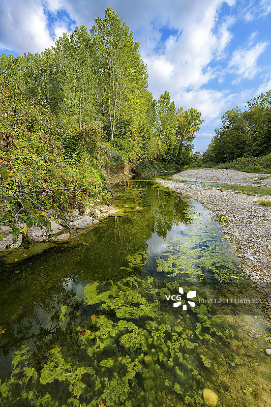 低水位时受污染的河流：法国安省比热地区塞兰河，夏季因取水和干旱导致藻类和细菌大量繁殖图片素材