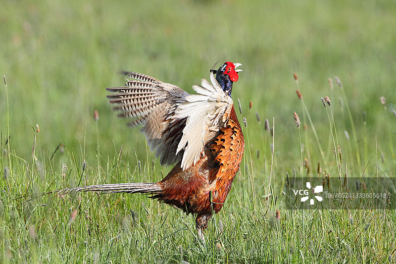 雄性环颈雉在草地上鸣叫图片素材