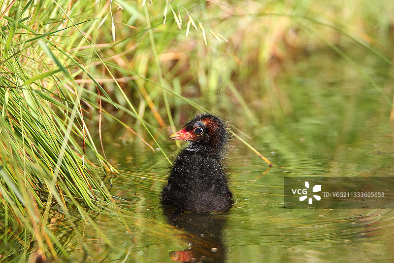 普通 Moorhen（Gallinula chloropus）小鸡在法国菲尼斯泰尔的一个池塘边图片素材