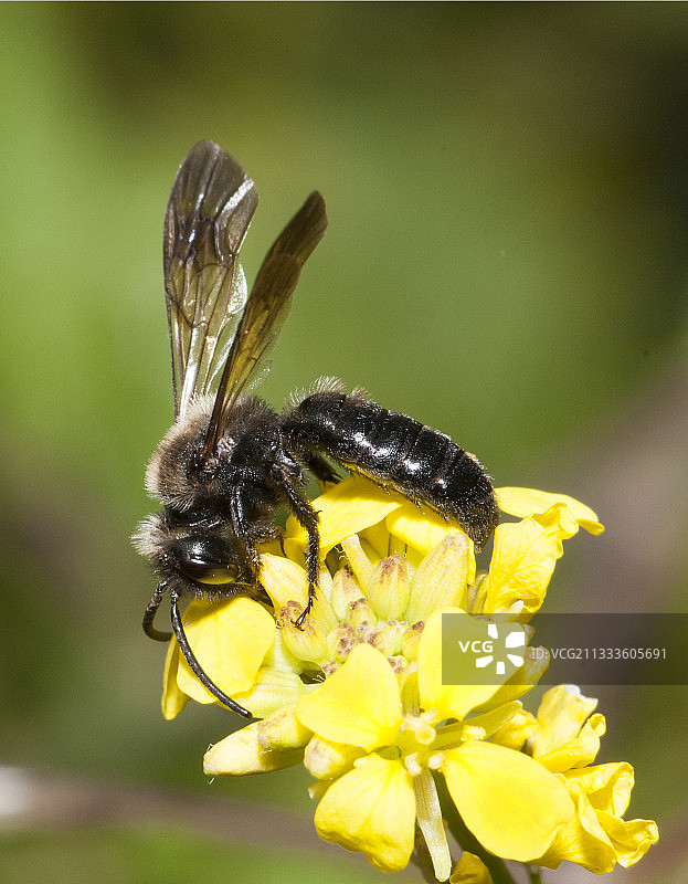 黑芥菜上的 solitary bee图片素材