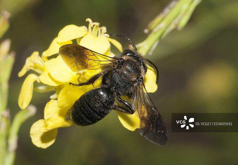 黑芥菜上的 solitary bee图片素材