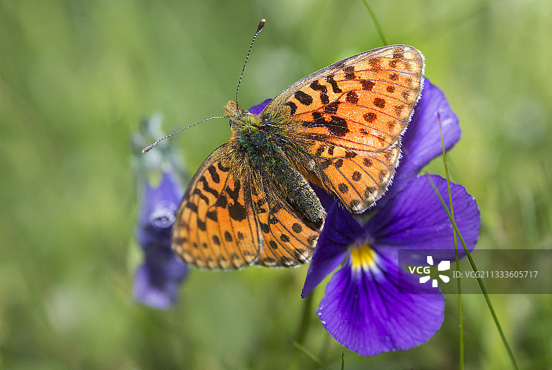 球形弗里蒂蠊在花上，气球沃斯地区自然公园，法国图片素材