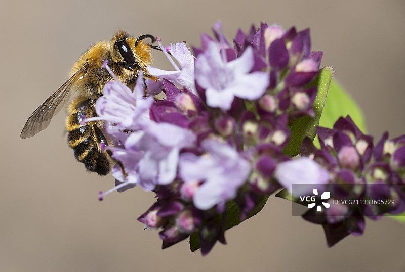 法国马郁兰上的三叶草蜜蜂图片素材