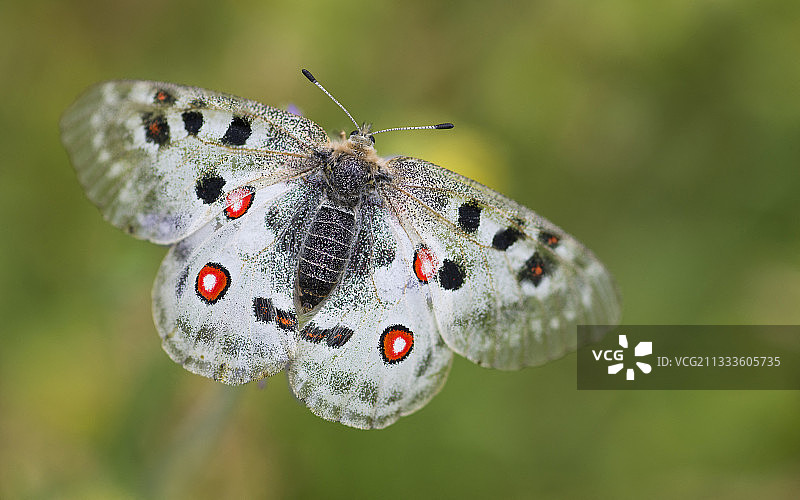 阿波罗绢蝶，法国埃克兰国家公园图片素材