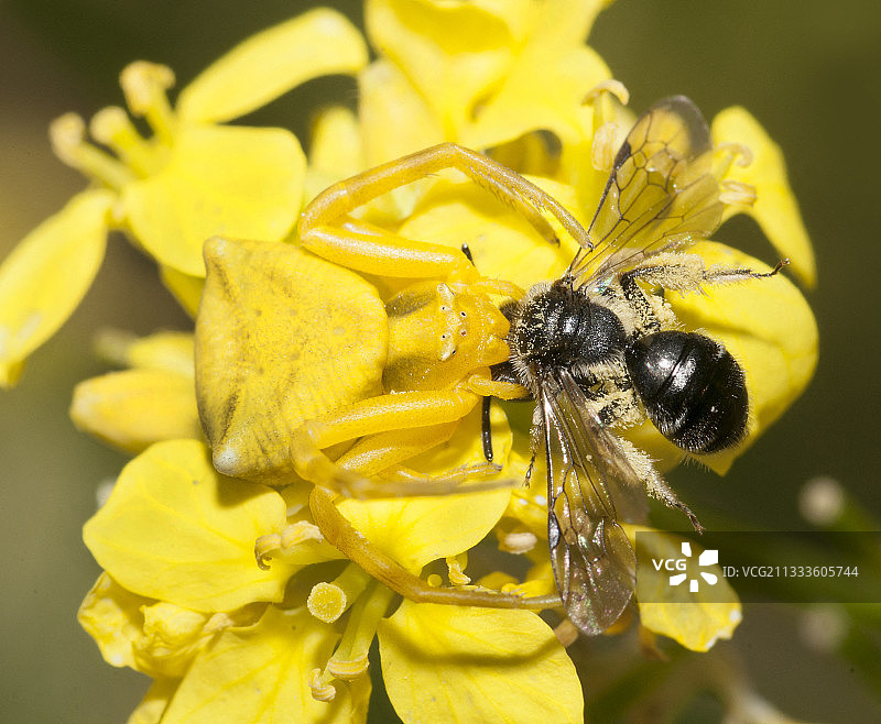 金色花蟹蛛捕食黑芥菜花上的蜜蜂，法国卢瓦尔河地区图片素材