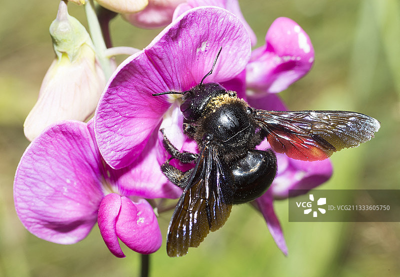 木匠蜂（紫木蜂）在多年生香豌豆上，法国北部孚日地区自然公园图片素材