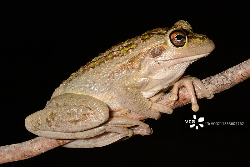 莫氏树蛙，扬切普国家公园，西澳大利亚州，澳大利亚图片素材