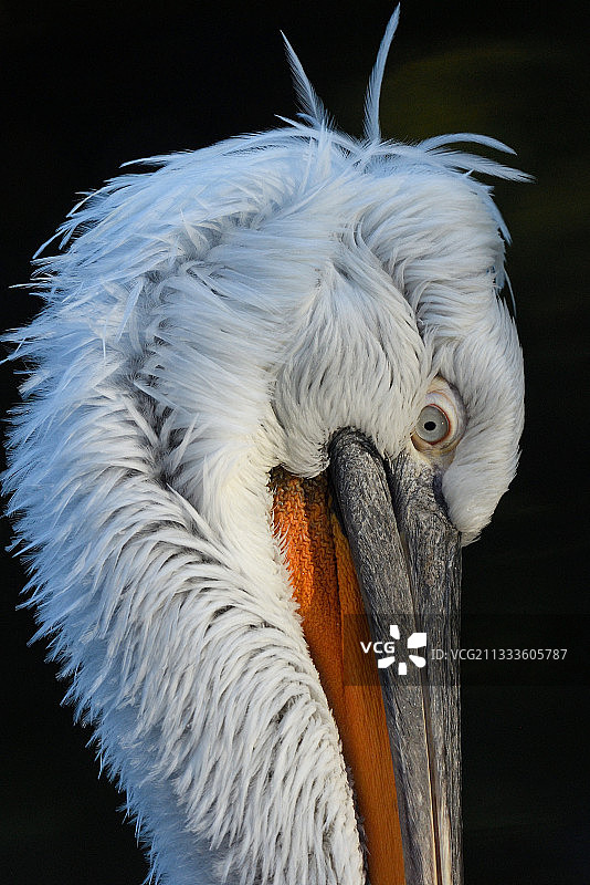达尔马提亚鹈鹕图片素材