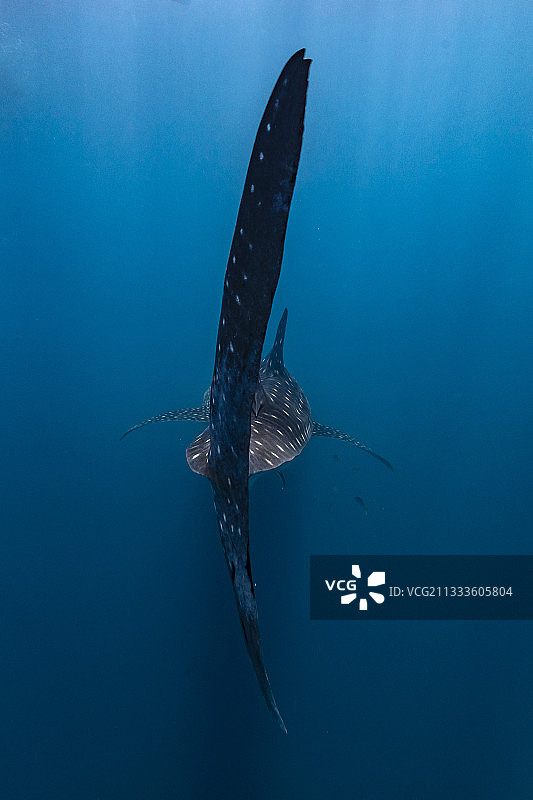 鲸鲨（Rhincodon typus）巨大的尾鳍后，马达加斯加图片素材