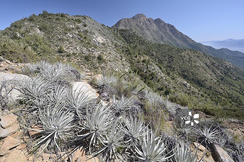 智利 endemic 的高地普雅凤梨，位于瓦尔帕莱索国家公园图片素材