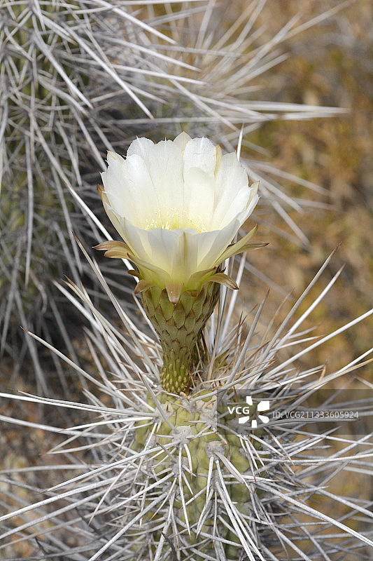 智利埃尔基地区科帕奥仙人掌图片素材