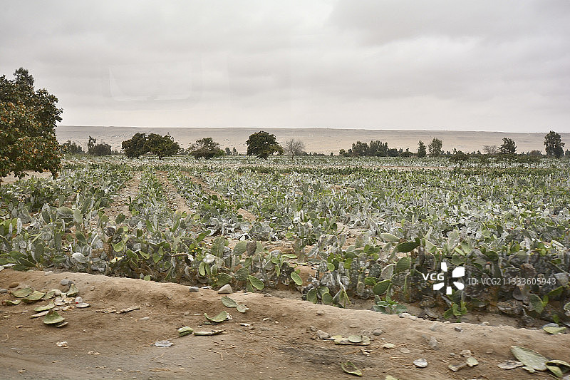 胭脂虫（胭脂虫科）生产：生长在仙人掌上，秘鲁塔克纳省图片素材