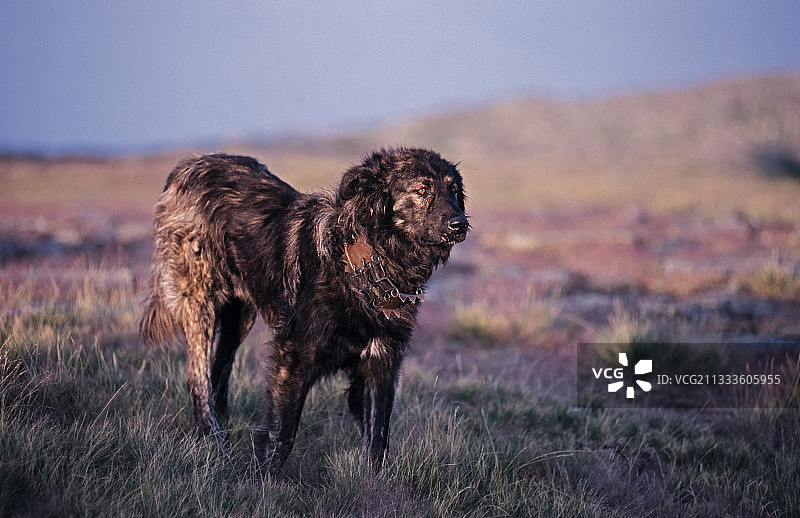葡萄牙埃什特雷拉山犬，在田野里工作图片素材